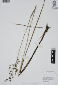 Juncus microcephalus image